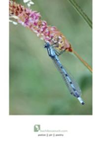 Böcekçiler Çarşısı