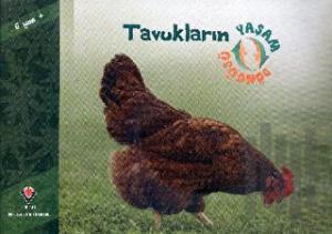 Tavukların Yaşam Döngüsü