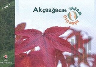 Akçaağacın Yaşam Döngüsü