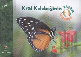 Kral Kelebeğinin Yaşam Döngüsü